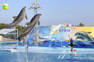 Россия использует боевых дельфинов для защиты военно-морской базы в Чёрном  море | 03.05.2022, ИноСМИ