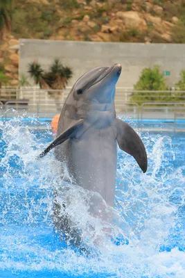 Невозможно предотвратить: почему дельфины идут на верную гибель -  03.09.2023, Sputnik Армения