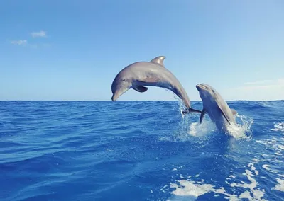 Почему дельфины уникальны рассказали в анапском дельфинарии