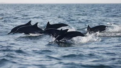Возбуждено уголовное дело за жестокое обращение с дельфинами в Севастополе  | Ветеринария и жизнь