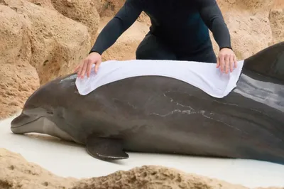 Шоу дельфинов — Дельфинарий - Джубга