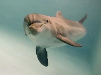 Боевые дельфины: правда или вымысел?