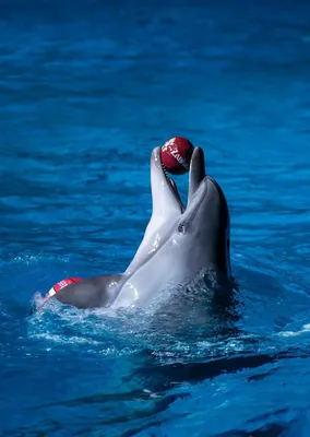 Как дельфинарии вредят дельфинам и почему дельфинотерапия не работает