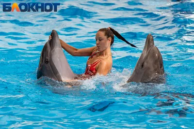 Картинки на тему #Дельфины - в Шедевруме
