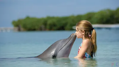 целовать дельфинов стоковое фото. изображение насчитывающей вода - 51364284