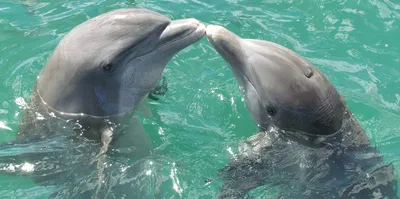 красочные дельфины радуги целуются в акварель Иллюстрация штока -  иллюстрации насчитывающей арройо, покрашено: 267020813