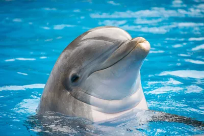 Дельфин целует в нос красивую …» — создано в Шедевруме