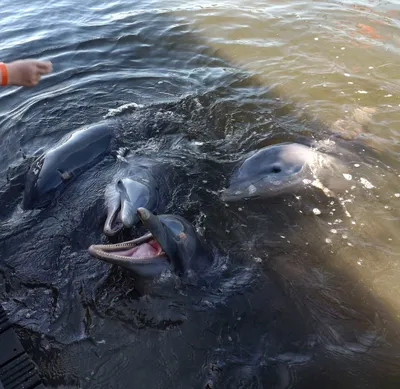 Дельфин целует девушку, плавая с дельфином, сообщение с животными Яркая  эмоция Стоковое Фото - изображение насчитывающей пульсация, красивейшее:  143924014