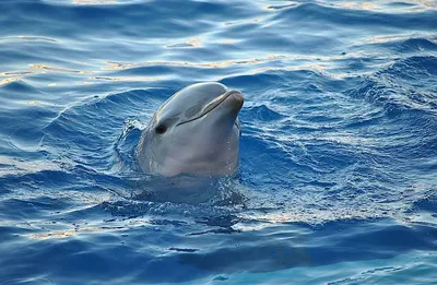 В Италии самка дельфина отблагодарила рыбаков, спасших ее детеныша - РИА  Новости, 09.09.2019