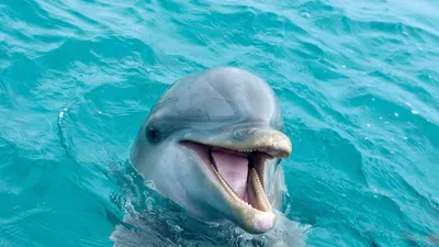 Ташкентский дельфинарий NEMO/Toshkent NEMO Delfinariyasi - А Вы знали, что  дельфины дышат легкими так же как и люди? Но вместо носа эти млекопитающие  вдыхают воздух - дыхалом🐬 Захватив кислород, дельфин погружается под