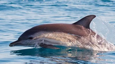 Видео: Дельфин улыбался, когда девушка выполняла акробатический номер