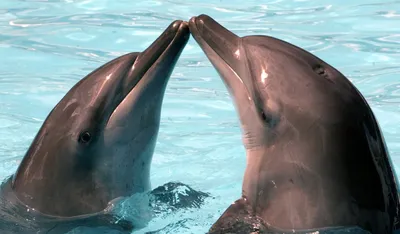 Фото дельфины целуются 