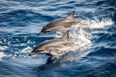 Дельфин - красивые фото