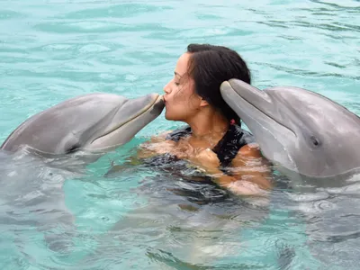 Чем похожи дельфины и люди: ученые дополнили список