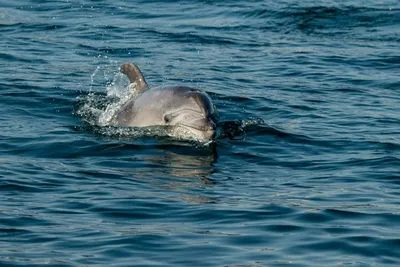 Люди и дельфины: любовь или… Почему люди любят дельфинов?