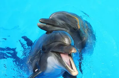 Сезон дельфинов в Крыму: где можно встретить стаи диких млекопитающих -  KP.RU
