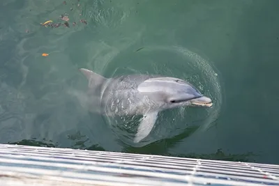 Рядом с Петербургом впервые за 85 лет появились дельфины