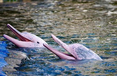 Обыкновенный афалиновый дельфин Вольфин Пантропический пятнистый дельфин  Атлантический пятнистый дельфин Индо-Тихоокеанский афалинский дельфин,  дельфин, морские млекопитающие, млекопитающие, животные png | PNGWing