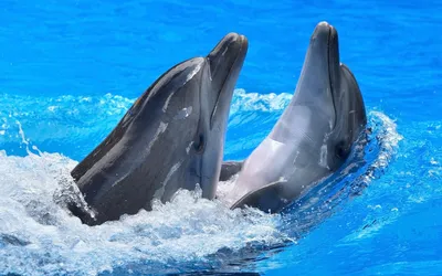Необычная терапия: дельфины снимают стресс. | OUTLOOK