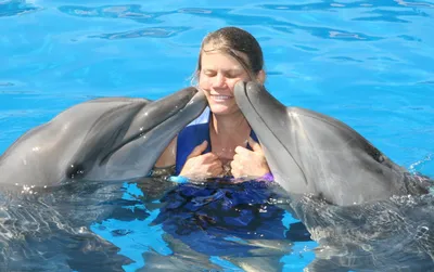 Видео: Почему дельфины афалины дружат между собой