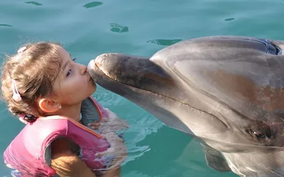 Рождение дельфиненка сняли на камеру