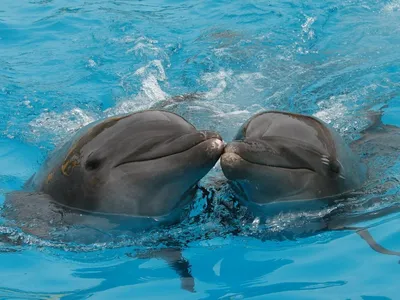 Стоковое видео категории «Премиум» — Дельфины целуются в стручке на  поверхности и крупным планом