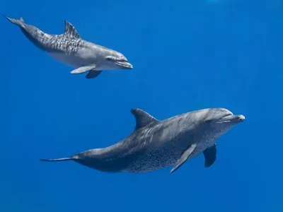 Воплощаем мечты: почему стоит поплавать с дельфинами — «Вечерний  Владивосток»