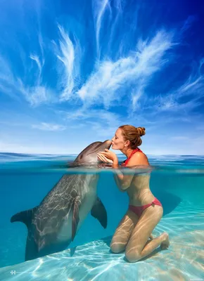 дельфины целуются. милый мультфильм с двумя животными в романтической  иллюстрации. шаблон для дня валентина. синие цвета. генерати Иллюстрация  штока - иллюстрации насчитывающей мило, рыбы: 268146714
