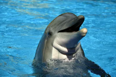 Купить Картину Дельфины в море (383621125k) – Заказать под свой размер
