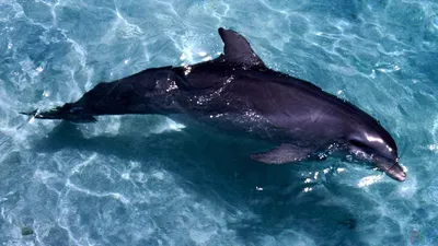 BB.lv: Какой дельфин самый маленький в мире?