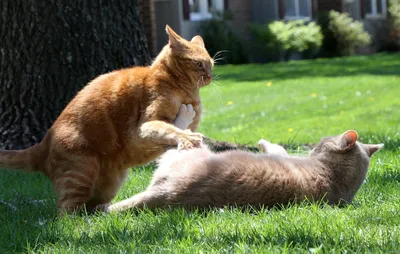 Эти кошки знают толк в кунг-фу: фотограф поделился снимками дерущихся котов  | Кошки, Бездомные коты, Кот