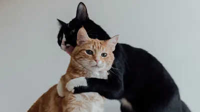 Два кота в одном доме - как их подружить и содержать