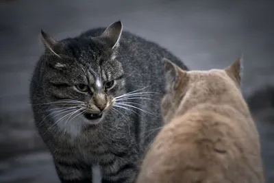 Прямой эфир журналистки прервала драка кошек, и людям смешно