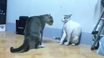 В сети набирает популярность видео с котом, который оригинально остановил  драку