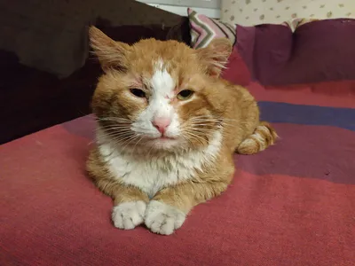 Драки котов! Блиц подборка кошачьих драк — Видео | ВКонтакте