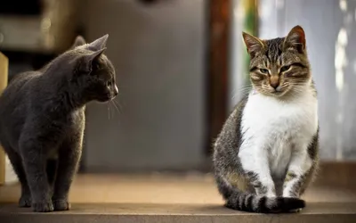 Два кота в одном доме - как их подружить и содержать