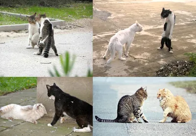 Раны у кошек: кошачьи драки, покусы собак, травмы кожи и их последствия -  FoxTime