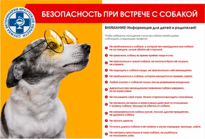 Администрация Предгорья выплатит 8 детям по 30 тысяч рублей из-за укусов  собак | Своё ТВ