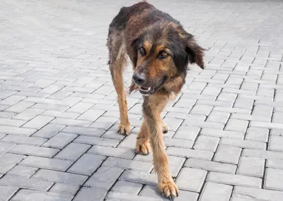 За 9 дней в Чувашии 20 человек пострадали от укусов собак | Министерство  здравоохранения Чувашской Республики