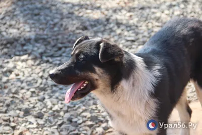 Бродячая собака в Тюмени покусала ребенка: подробности резонансного  происшествия