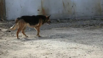 Бродячие собаки, одну из которых уже отлавливали, покусали двоих детей за  полмесяца в Барнауле | Новости без \"официоза\" и запретных тем | Дзен
