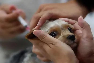 140 детей пострадали от укусов собак в Иркутской области | ПРОИСШЕСТВИЯ |  АиФ Иркутск