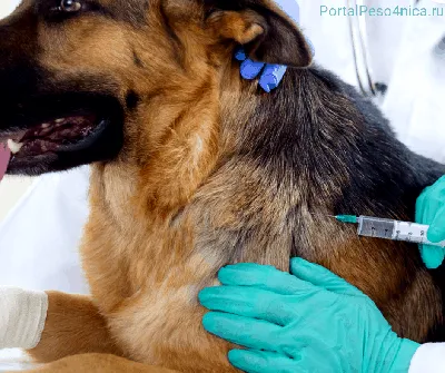 Укусила собака что делать: первая помощь, чем обработать укус собаки и как  лечить