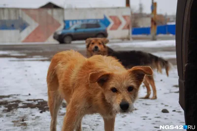 Собаки изуродовали лицо ребенка: к зданию акимата пришли жители Жанаозена