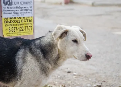 Собаки кусают людей чаще, чем все остальные животные вместе взятые - Delfi  RUS