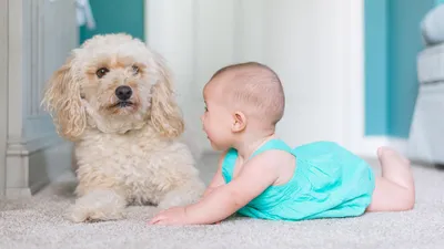 7 советов, как построить прочную связь между ребенком и собакой - Питомцы  Mail.ru