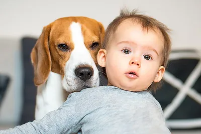 Собаки и дети в доме: как им подружиться - Новости дня - Семья