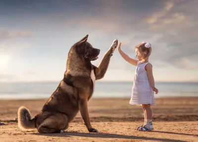 Кинолог объяснил, как дети должны вести себя рядом с собакой