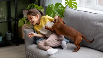 Как ребенку подружиться с собакой | Москва | ФедералПресс