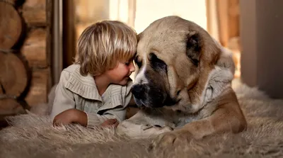 Почему собаки любят детей? | Маламут Ленд | Экопарк семейного отдыха